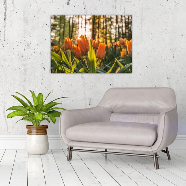 Obraz - kvety tulipánov (70x50 cm)