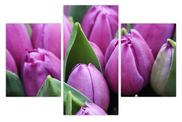 Obraz - kvety tulipánov (90x60 cm)