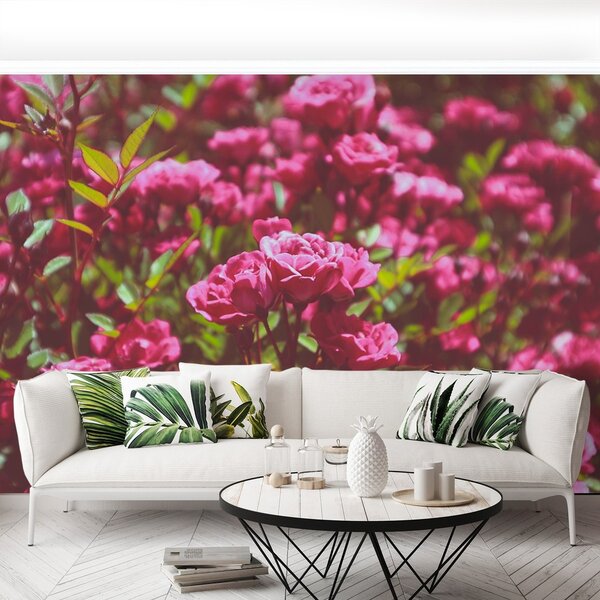 Fototapeta Vliesová Ružové ruže 250x104 cm