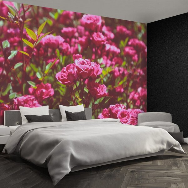 Fototapeta Vliesová Ružové ruže 250x104 cm