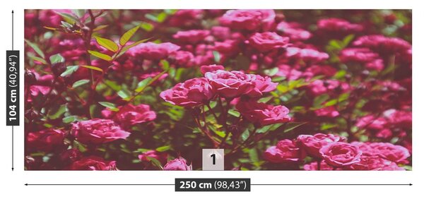 Fototapeta Vliesová Ružové ruže 250x104 cm