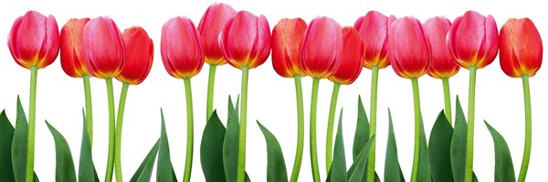 DIMEX | Fototapeta do kuchyne Tulipány KI-180-058 | 180 x 60 cm | zelená, červená