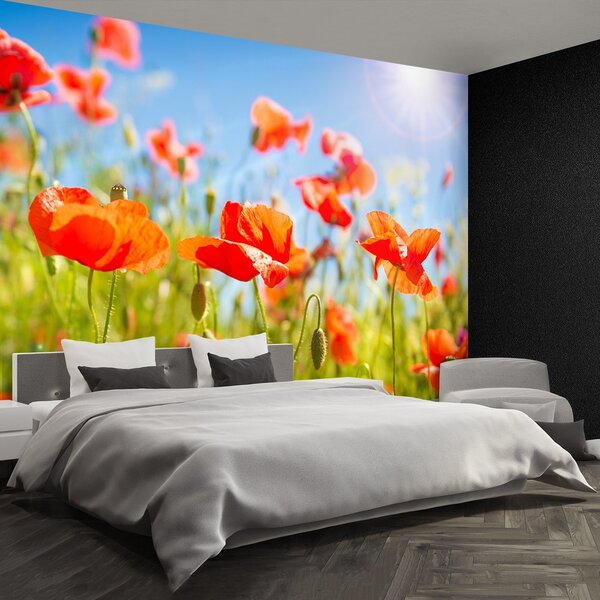 Fototapeta Vliesová Červené vlčie maky 104x70 cm