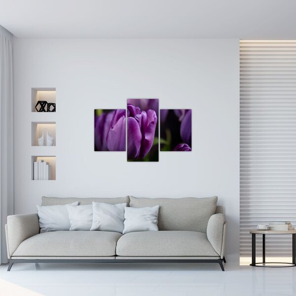 Obraz kvetov tulipánov (90x60 cm)