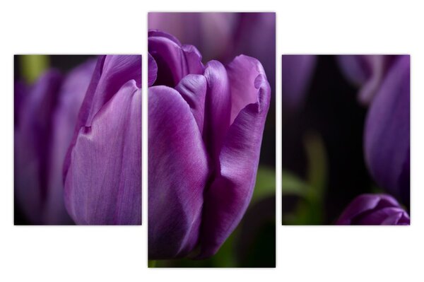 Obraz kvetov tulipánov (90x60 cm)