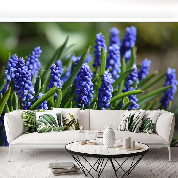 Fototapeta Vliesová Modré hyacinty 152x104 cm