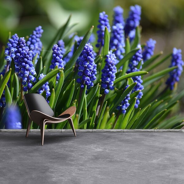 Fototapeta Vliesová Modré hyacinty 152x104 cm