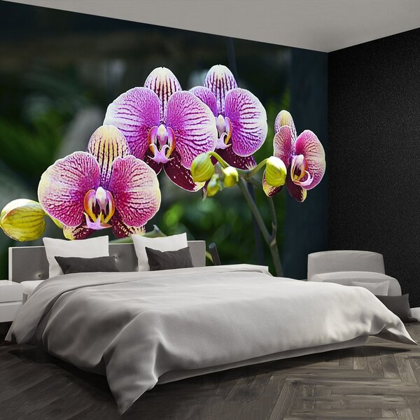 Fototapeta Vliesová Fialová orchidea 152x104 cm