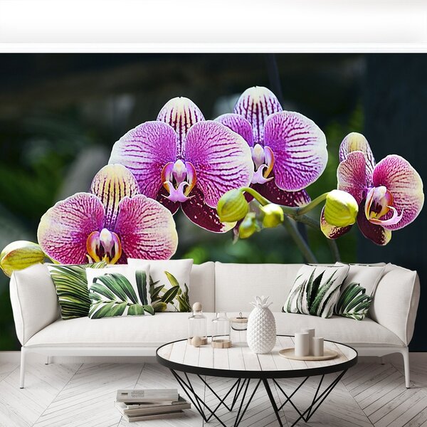 Fototapeta Vliesová Fialová orchidea 152x104 cm