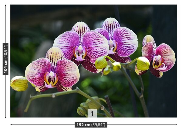 Fototapeta Vliesová Fialová orchidea 152x104 cm