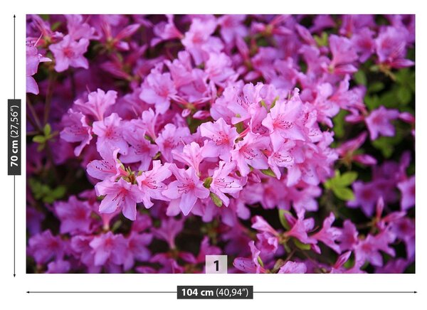 Fototapeta Vliesová Rhododendron ružový 104x70 cm