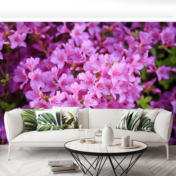 Fototapeta Vliesová Rhododendron ružový 104x70 cm
