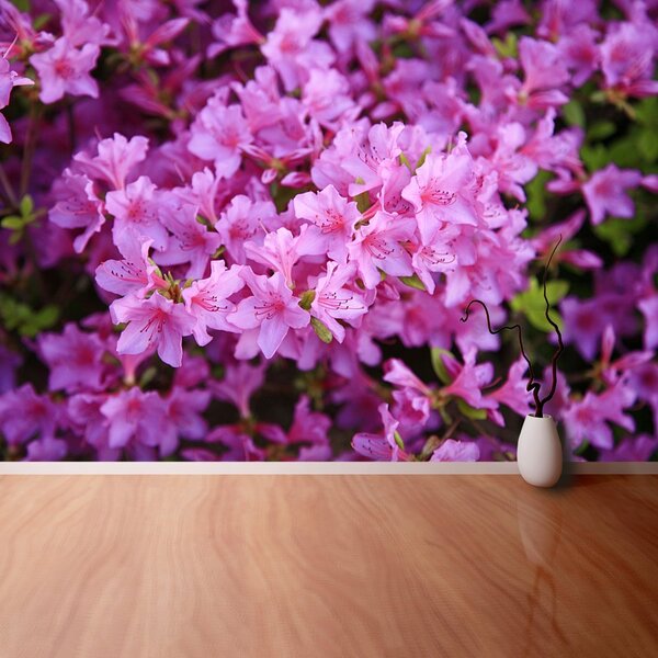 Fototapeta Vliesová Rhododendron ružový 104x70 cm