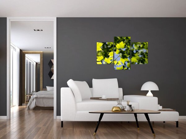 Obraz - javorové listy (90x60 cm)