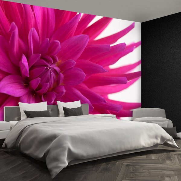 Fototapeta Vliesová Dahlia pink 104x70 cm
