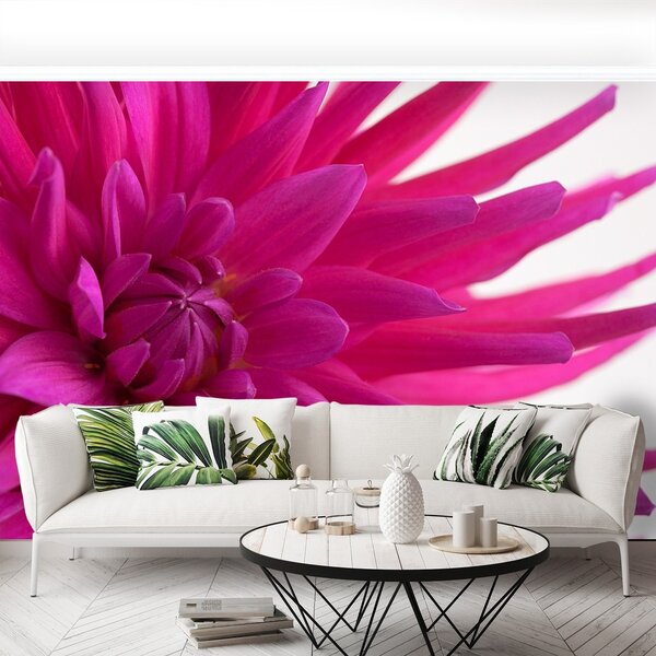 Fototapeta Vliesová Dahlia pink 104x70 cm