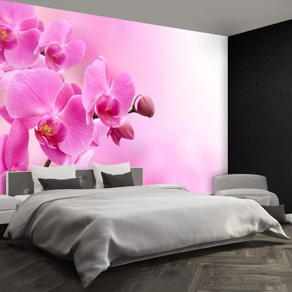 Fototapeta Vliesová Ružová orchidea 250x104 cm