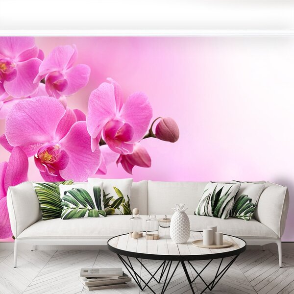Fototapeta Vliesová Ružová orchidea 250x104 cm