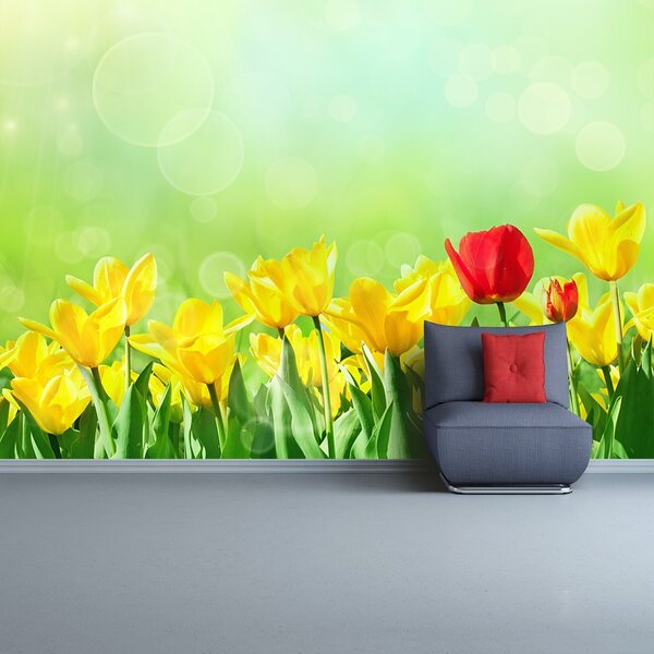 Fototapeta Vliesová Žlté tulipány 152x104 cm