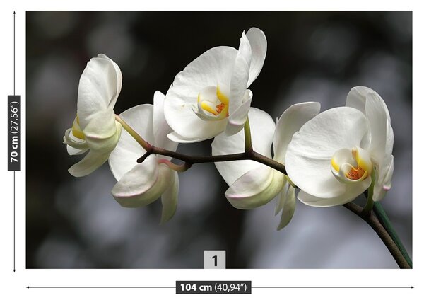 Fototapeta Vliesová Biela orchidea 104x70 cm