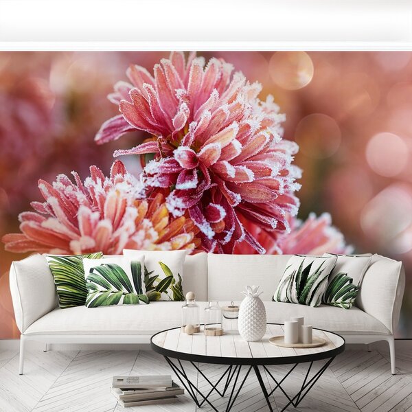 Fototapeta Vliesová Aster ice pink 104x70 cm