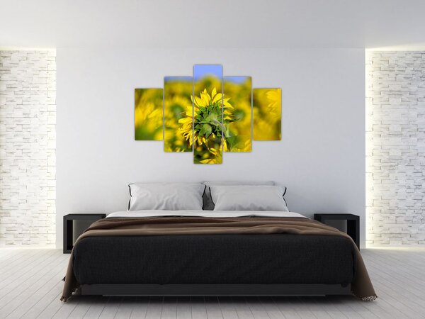 Obraz slnečnice (150x105 cm)
