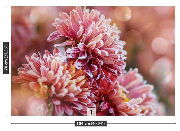 Fototapeta Vliesová Aster ice pink 104x70 cm