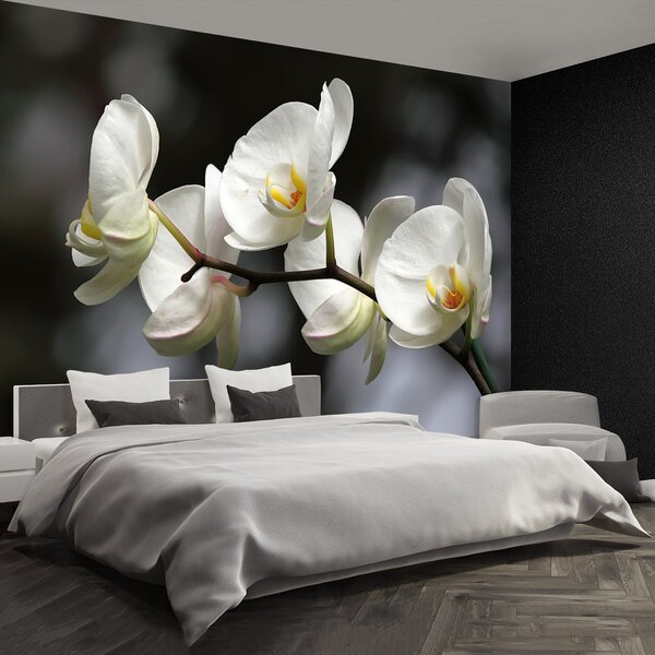 Fototapeta Vliesová Biela orchidea 104x70 cm