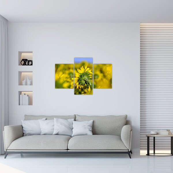 Obraz slnečnice (90x60 cm)