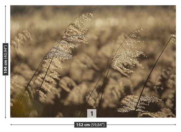 Fototapeta Vliesová Béžová rákosia 152x104 cm