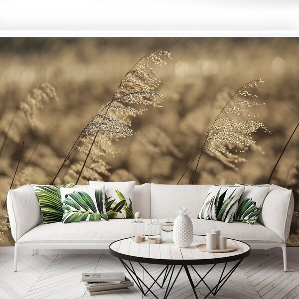 Fototapeta Vliesová Béžová rákosia 152x104 cm