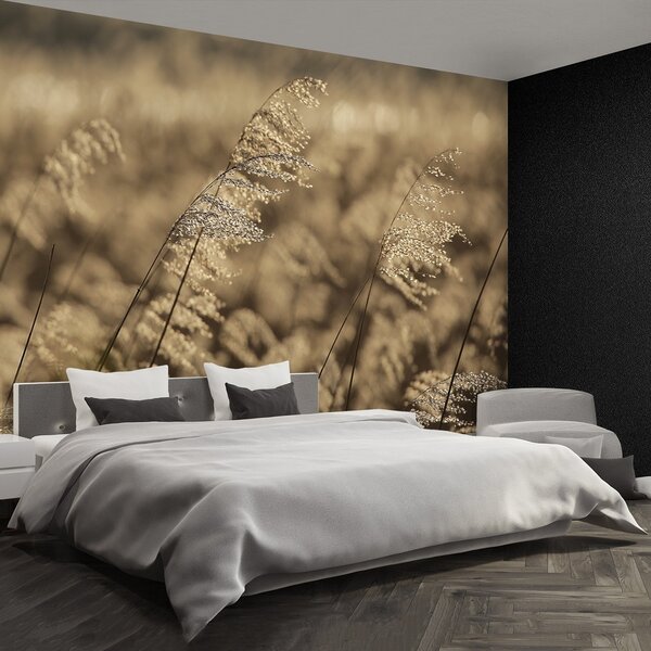 Fototapeta Vliesová Béžová rákosia 152x104 cm