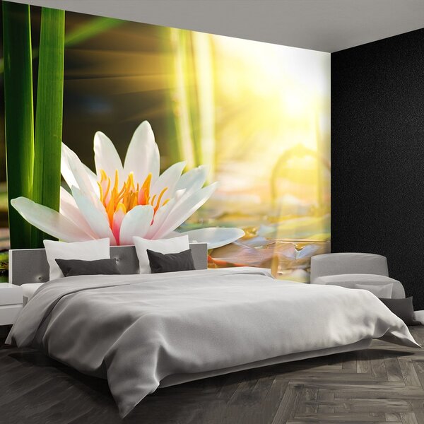 Fototapeta Vliesová Lotos pond 152x104 cm