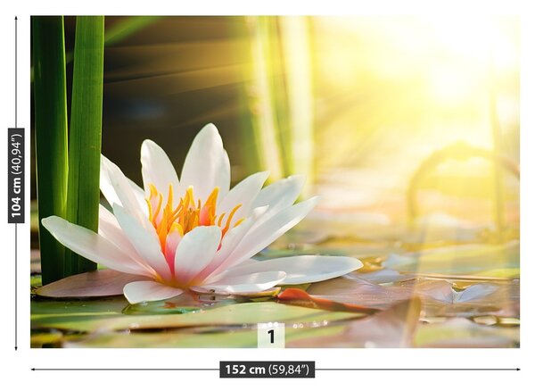 Fototapeta Vliesová Lotos pond 152x104 cm