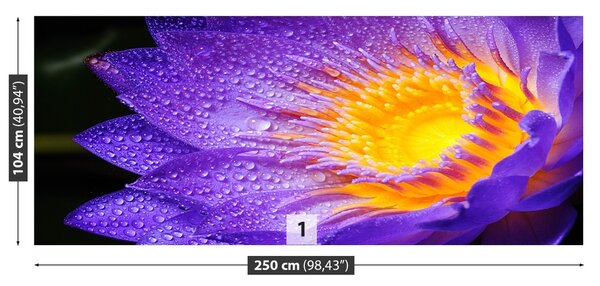 Fototapeta Vliesová Fialový lotos 250x104 cm