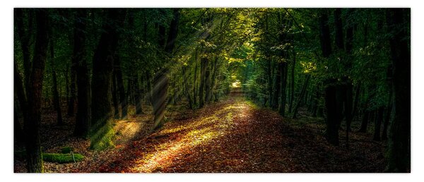 Obraz lesnej cesty (120x50 cm)
