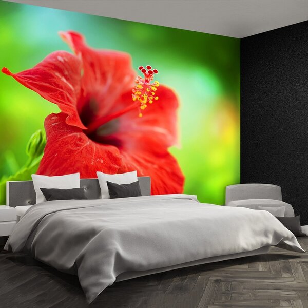 Fototapeta Vliesová Červená ibištek 152x104 cm