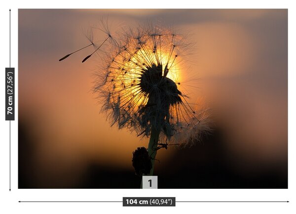 Fototapeta Vliesová Púpava slnka. 104x70 cm