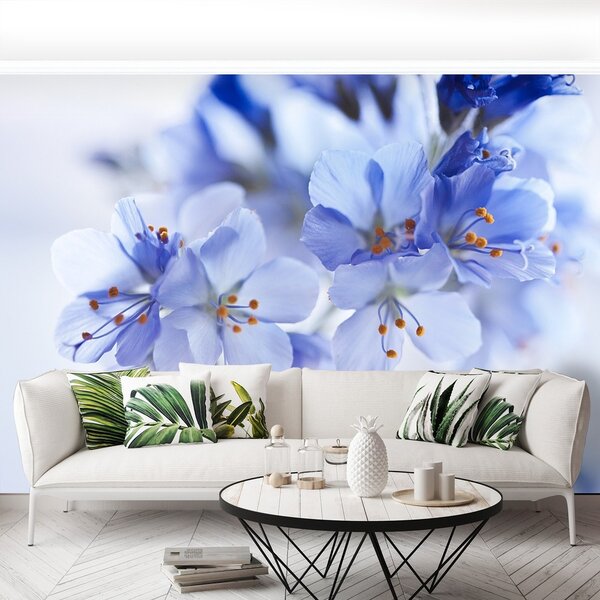 Fototapeta Vliesová Modré kvety 250x104 cm
