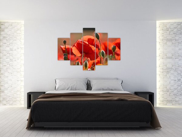 Obraz vlčích makov (150x105 cm)