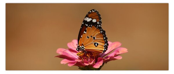 Obraz motýľa na kvetine (120x50 cm)