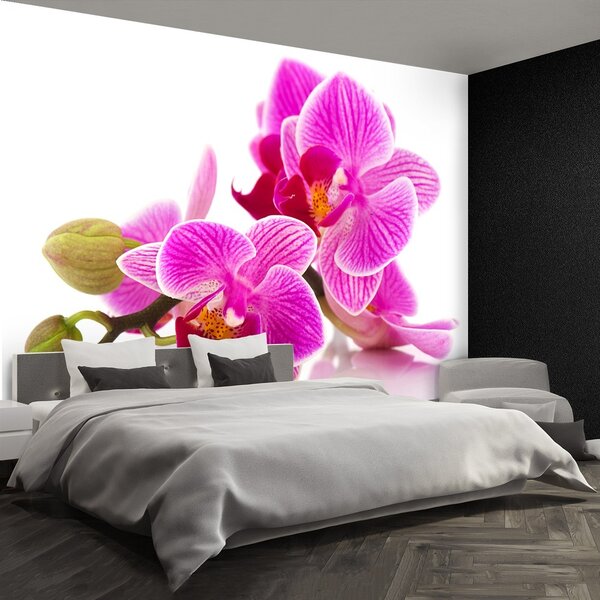 Fototapeta Vliesová Kvety orchideí 104x70 cm