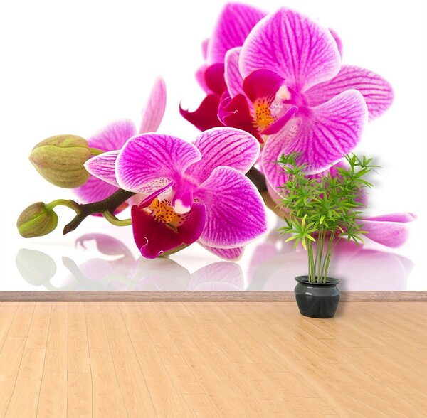 Fototapeta Vliesová Kvety orchideí 104x70 cm