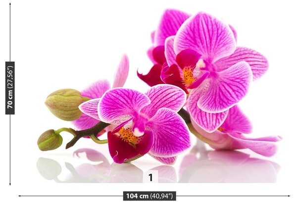 Fototapeta Vliesová Kvety orchideí 104x70 cm