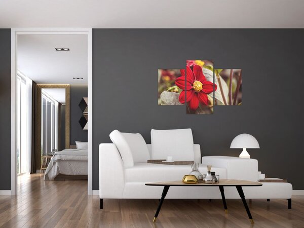 Obraz kvetiny (90x60 cm)