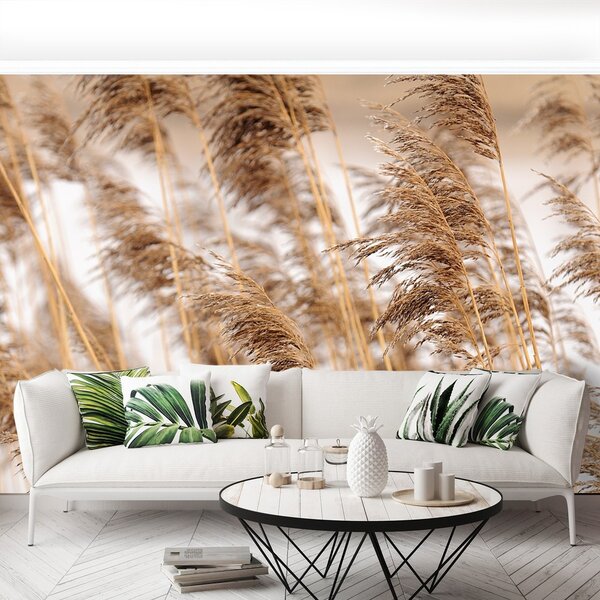 Fototapeta Vliesová Brown reed 152x104 cm