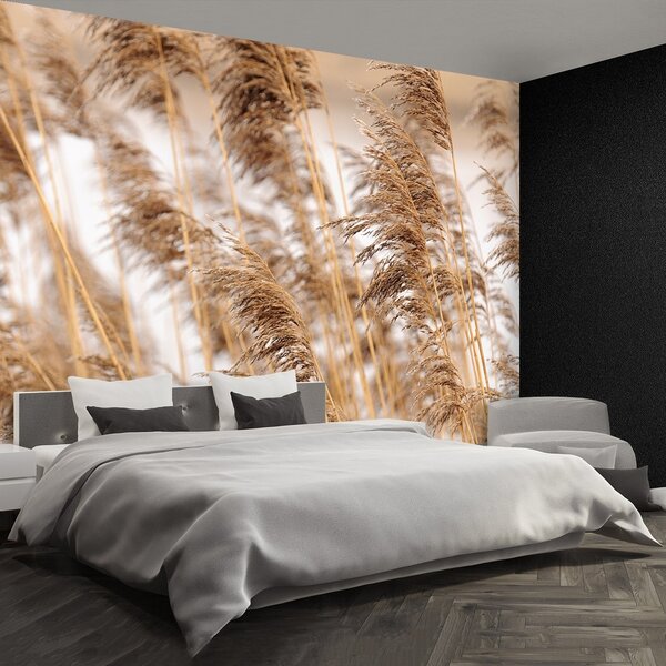 Fototapeta Vliesová Brown reed 152x104 cm