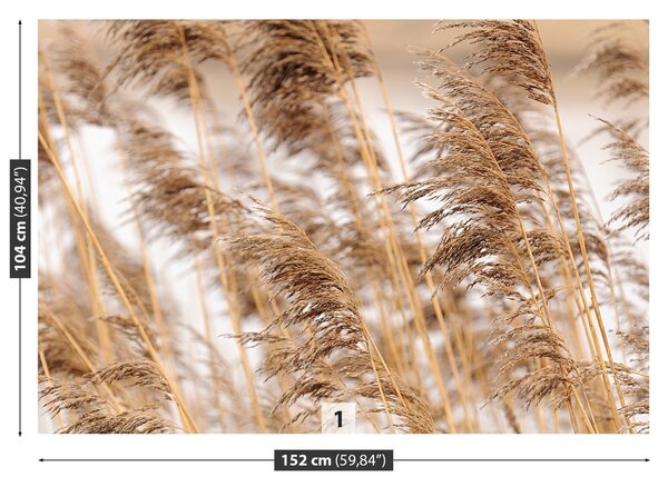 Fototapeta Vliesová Brown reed 152x104 cm
