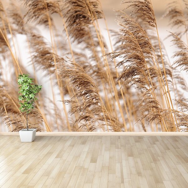 Fototapeta Vliesová Brown reed 152x104 cm