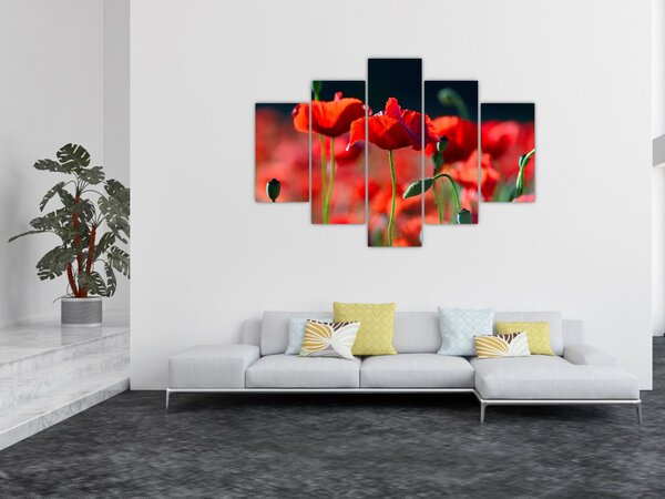 Obraz - vlčie maky (150x105 cm)